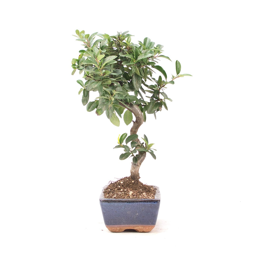 Feuerdorn 'Pyracantha coccinea'