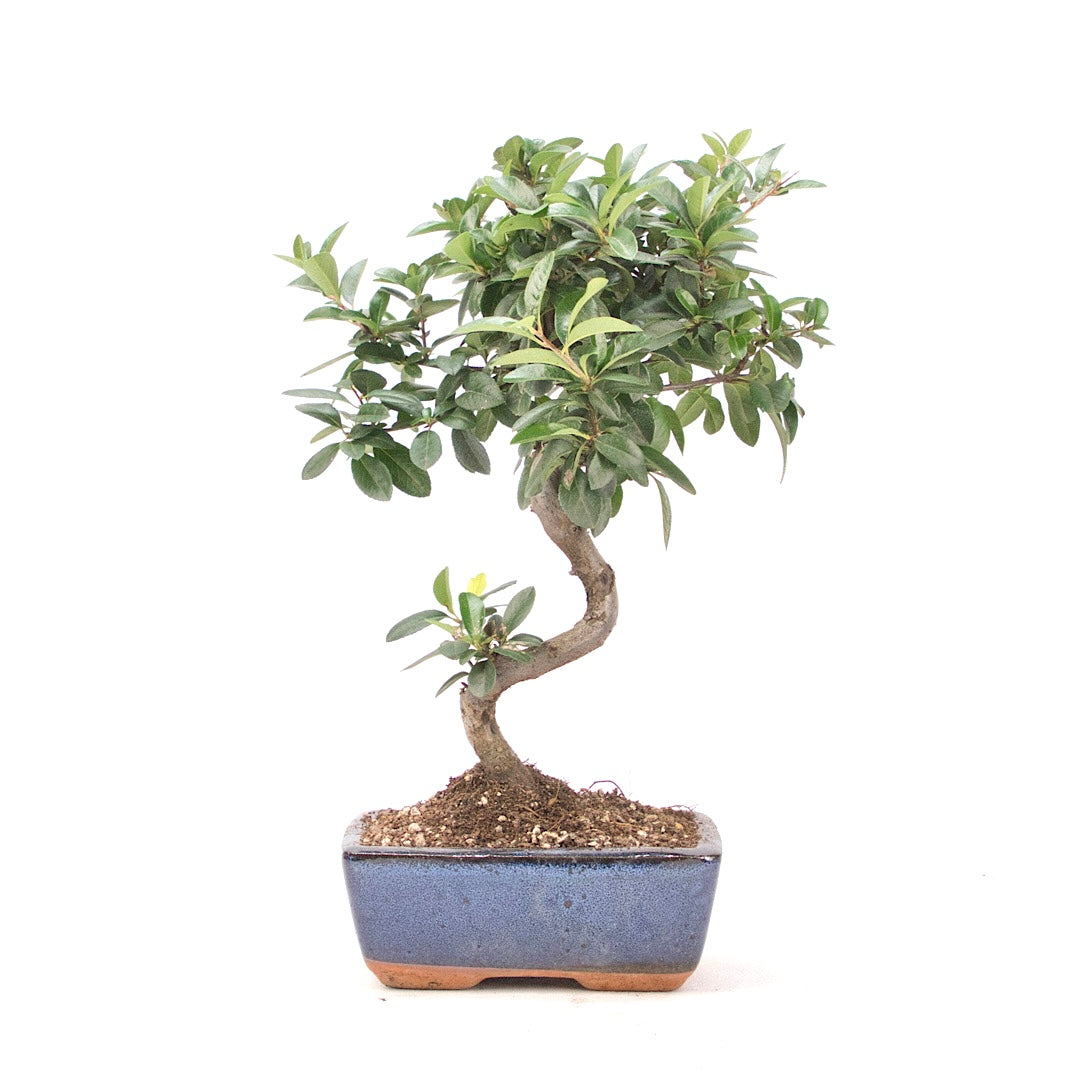 Feuerdorn 'Pyracantha coccinea'