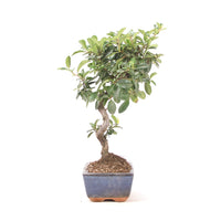 Feuerdorn 'Pyracantha coccinea'