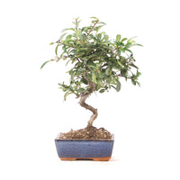 Feuerdorn 'Pyracantha coccinea'