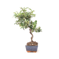 Feuerdorn 'Pyracantha coccinea'