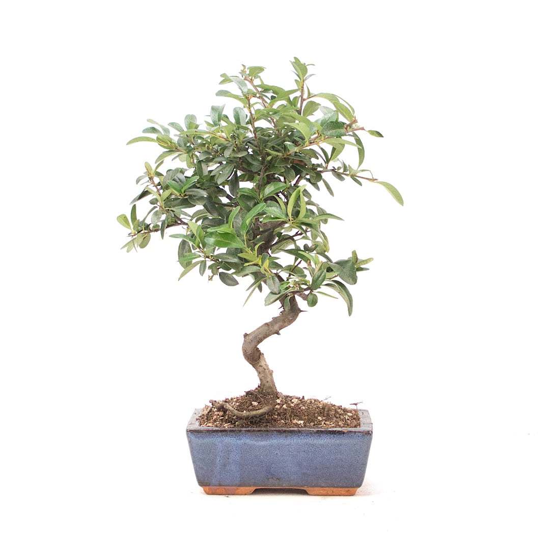 Feuerdorn 'Pyracantha coccinea'