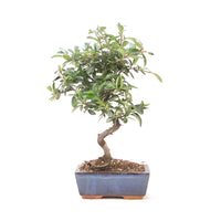 Feuerdorn 'Pyracantha coccinea'