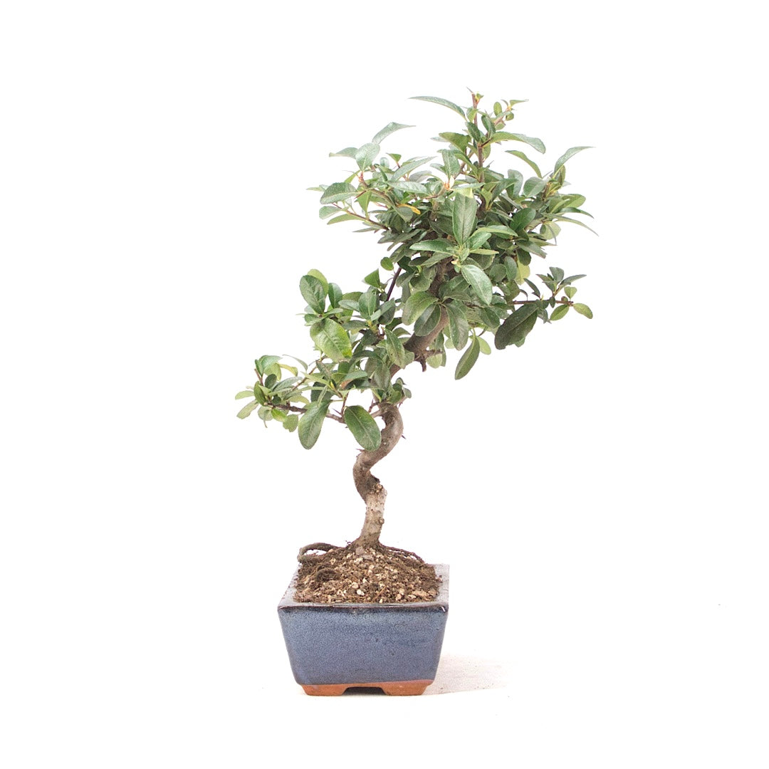 Feuerdorn 'Pyracantha coccinea'