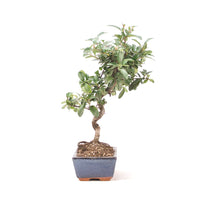 Feuerdorn 'Pyracantha coccinea'