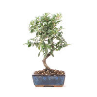 Feuerdorn 'Pyracantha coccinea'