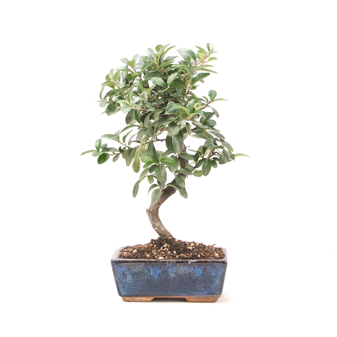 Feuerdorn 'Pyracantha coccinea'