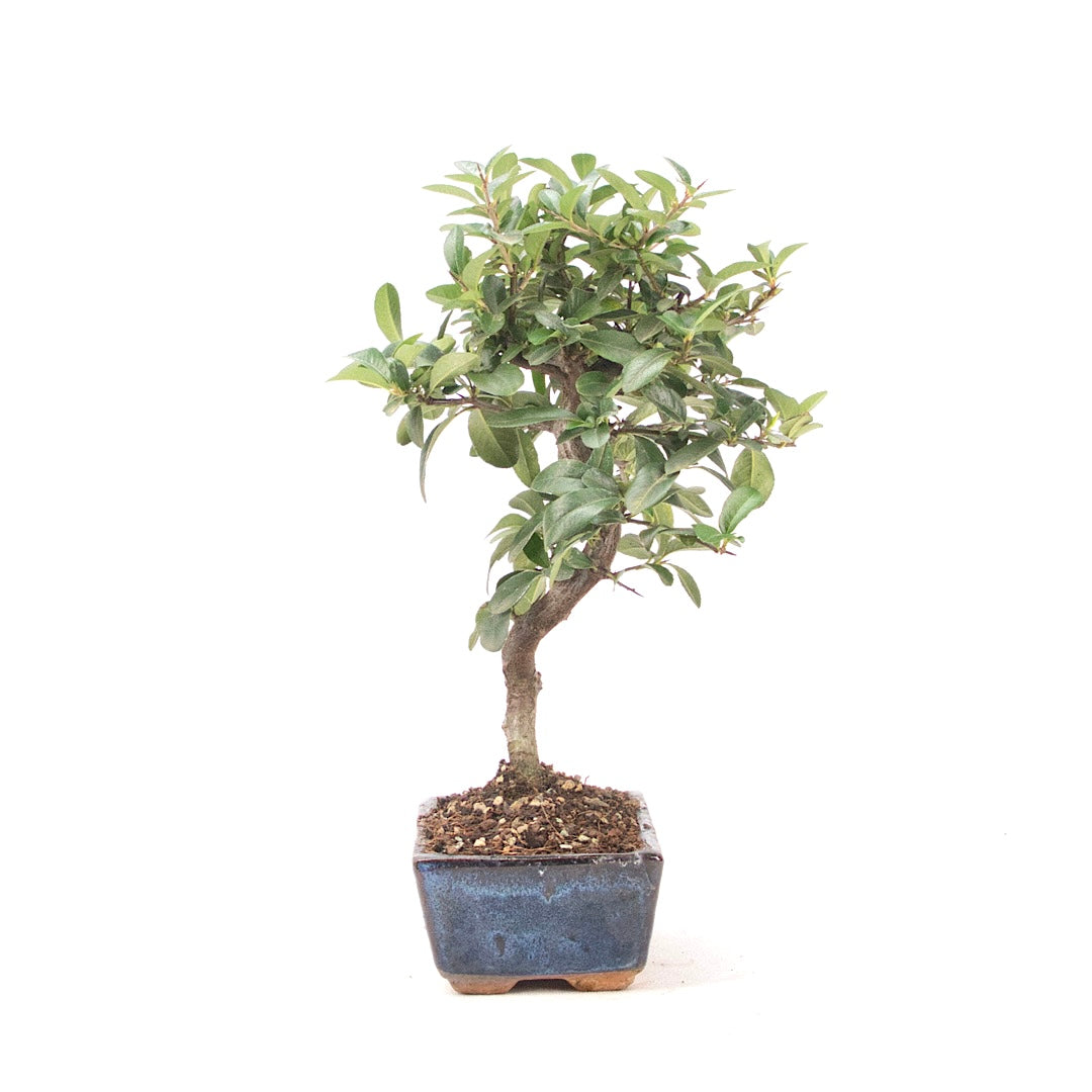 Feuerdorn 'Pyracantha coccinea'