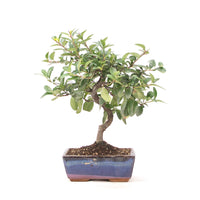 Feuerdorn 'Pyracantha coccinea'