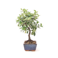 Feuerdorn 'Pyracantha coccinea'