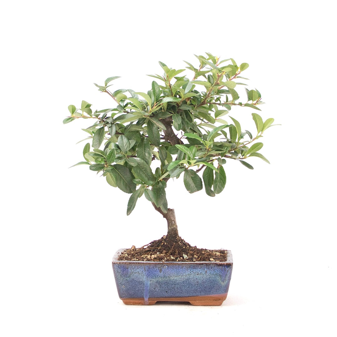 Feuerdorn 'Pyracantha coccinea'