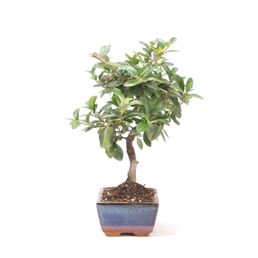 Feuerdorn 'Pyracantha coccinea'