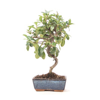 Feuerdorn 'Pyracantha coccinea'