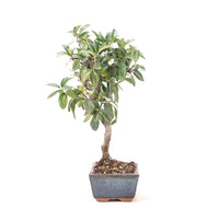 Feuerdorn 'Pyracantha coccinea'