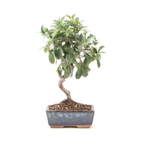 Feuerdorn 'Pyracantha coccinea'