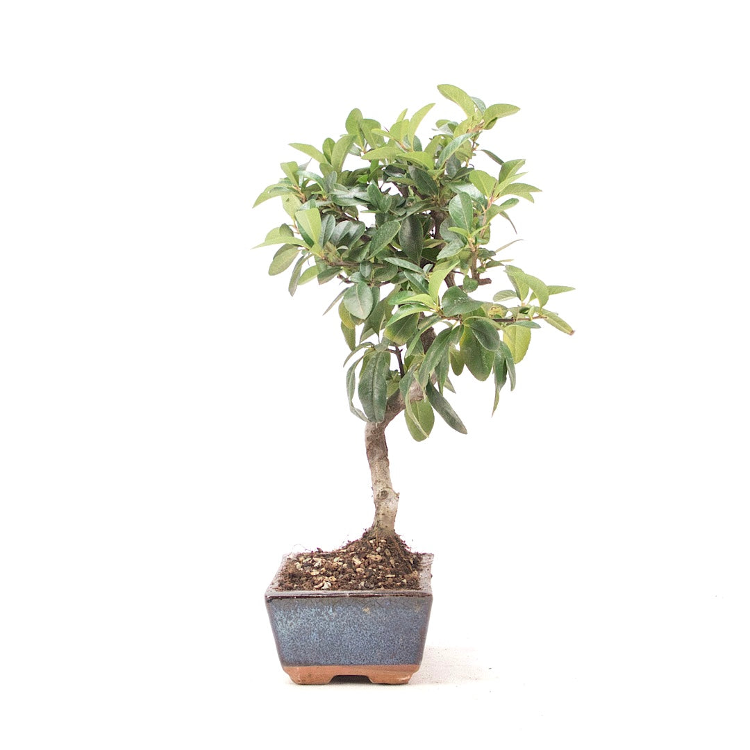 Feuerdorn 'Pyracantha coccinea'