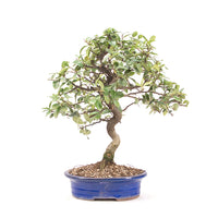 Feuerdorn 'Pyracantha coccinea'