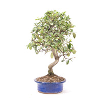 Feuerdorn 'Pyracantha coccinea'