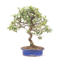 Feuerdorn 'Pyracantha coccinea'