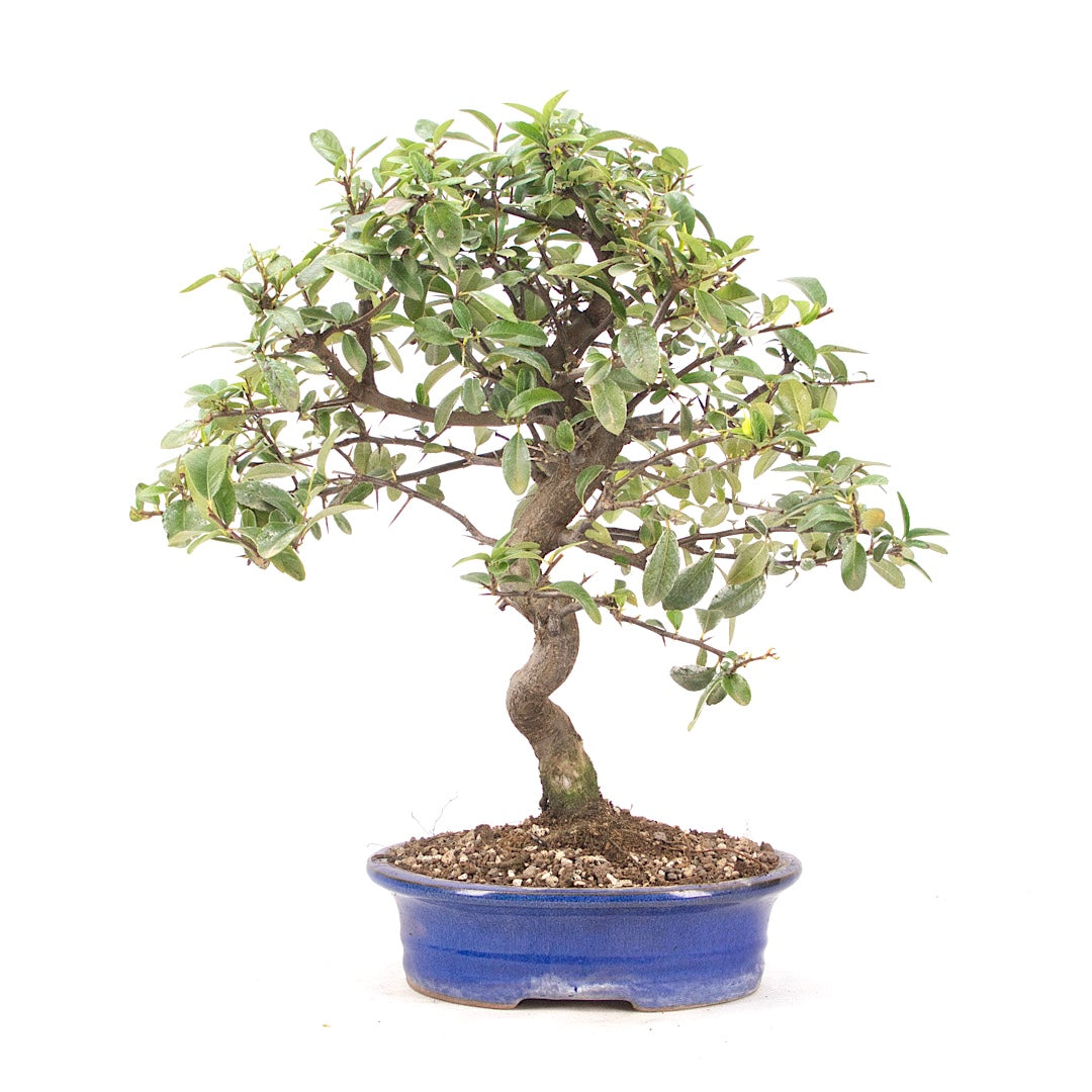 Feuerdorn 'Pyracantha coccinea'