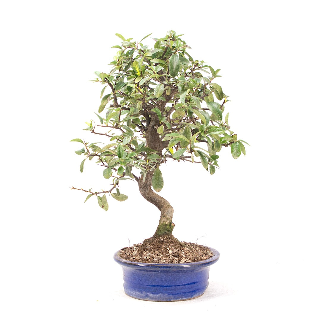 Feuerdorn 'Pyracantha coccinea'