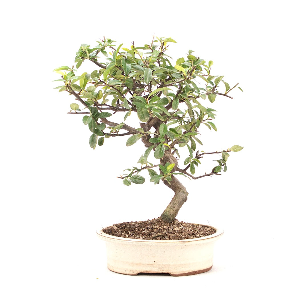 Feuerdorn 'Pyracantha coccinea'
