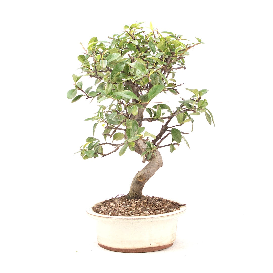 Feuerdorn 'Pyracantha coccinea'