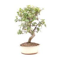 Feuerdorn 'Pyracantha coccinea'