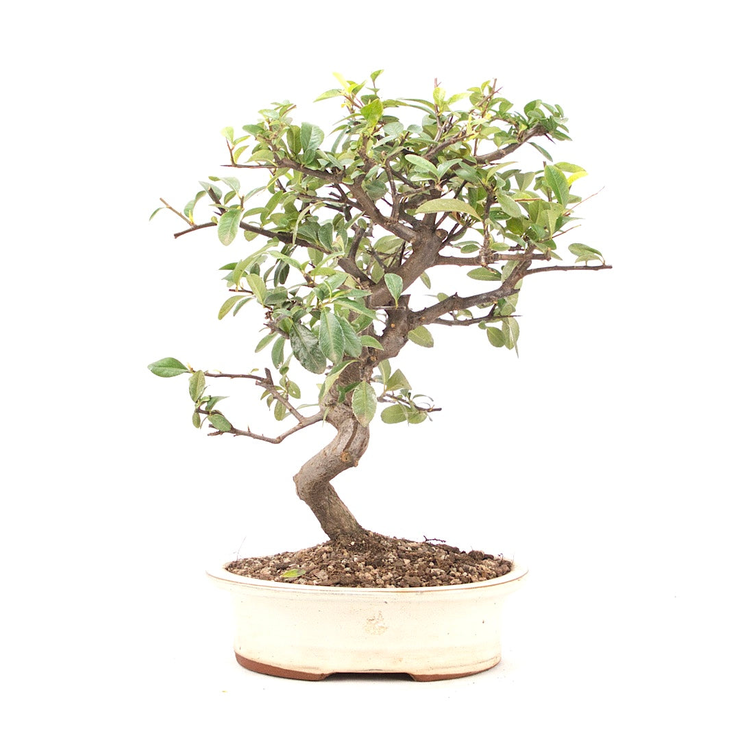 Feuerdorn 'Pyracantha coccinea'