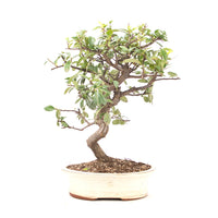 Feuerdorn 'Pyracantha coccinea'