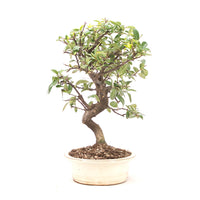 Feuerdorn 'Pyracantha coccinea'