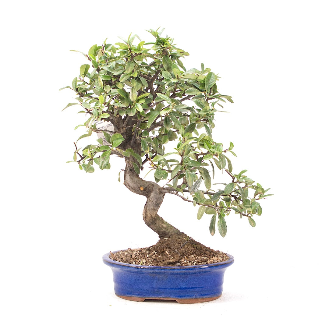 Feuerdorn 'Pyracantha coccinea'