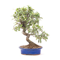 Feuerdorn 'Pyracantha coccinea'