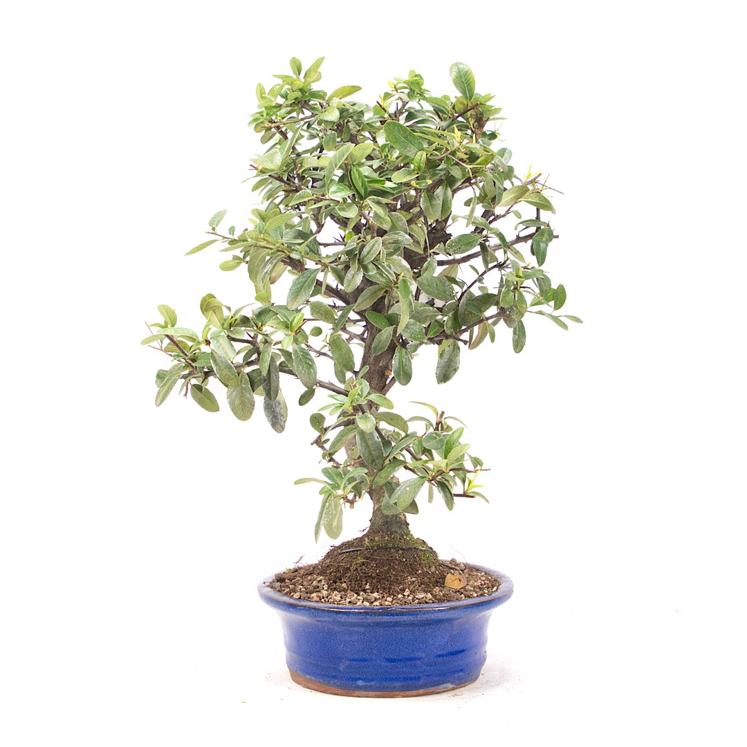 Feuerdorn 'Pyracantha coccinea'