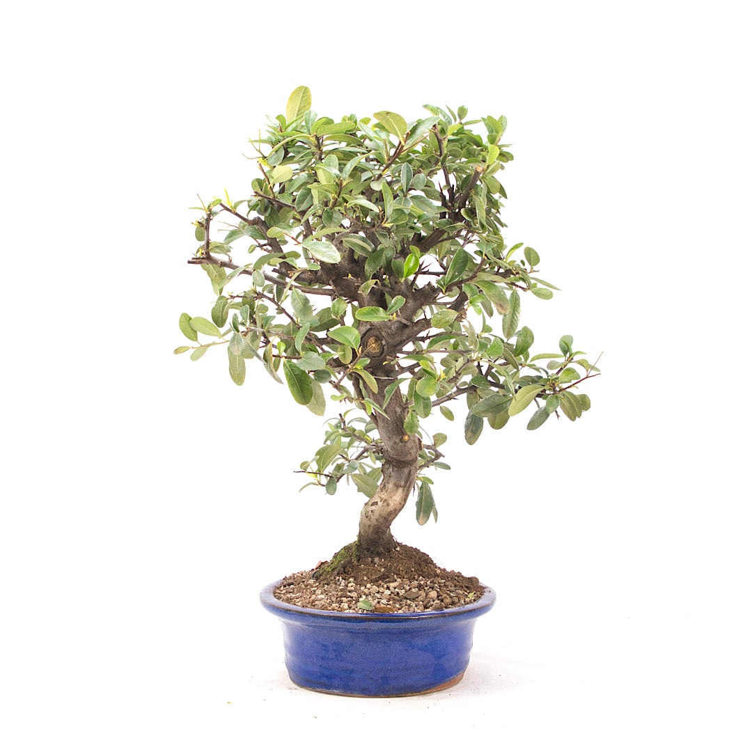 Feuerdorn 'Pyracantha coccinea'