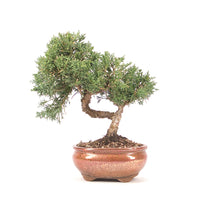 Chinesischer Wacholder 'Juniperus chinensis kyushu'