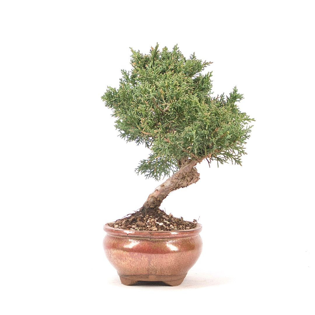 Chinesischer Wacholder 'Juniperus chinensis kyushu'
