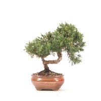 Chinesischer Wacholder 'Juniperus chinensis kyushu'