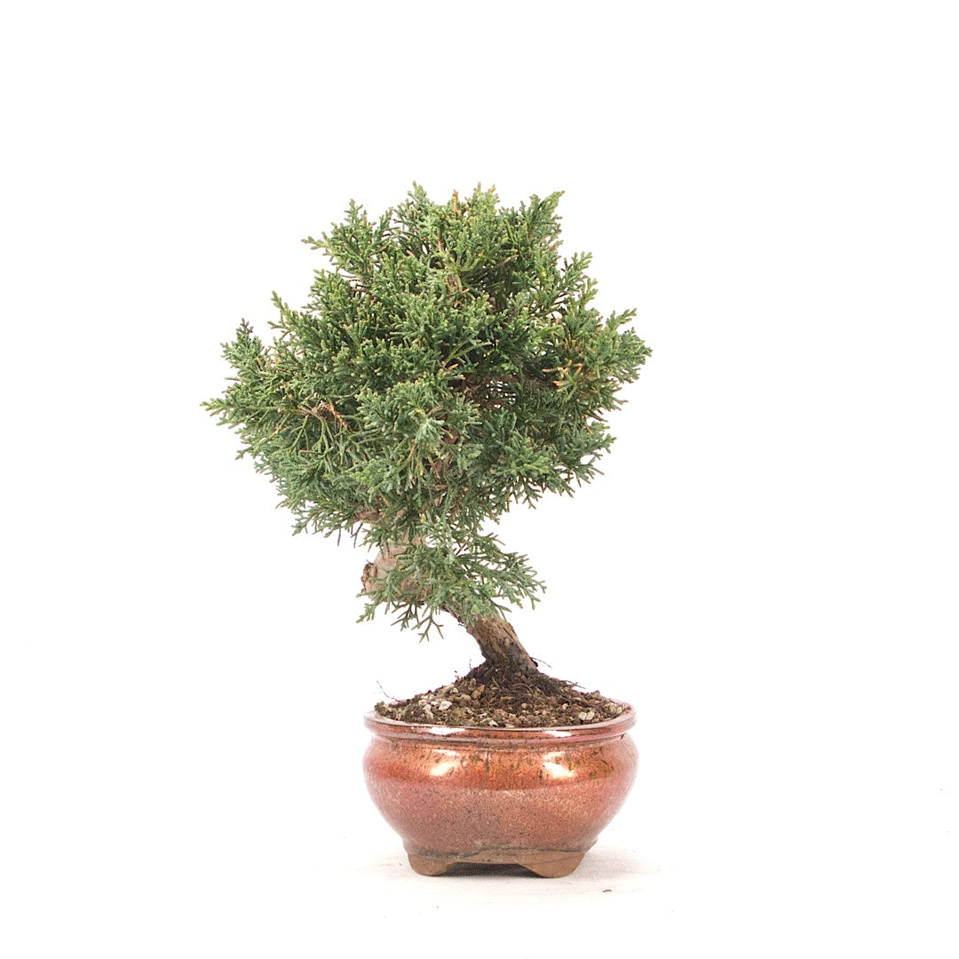 Chinesischer Wacholder 'Juniperus chinensis kyushu'