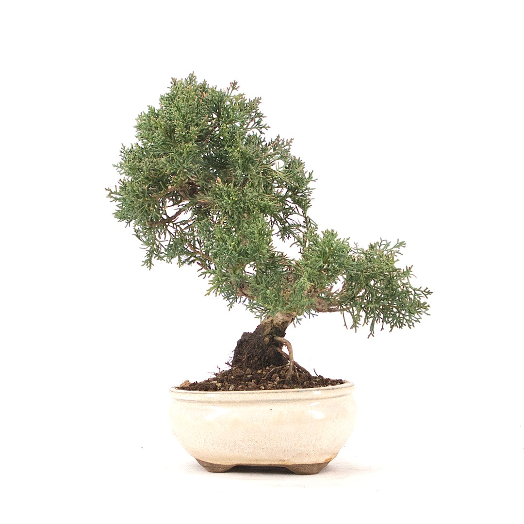 Chinesischer Wacholder 'Juniperus chinensis kyushu'