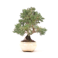 Chinesischer Wacholder 'Juniperus chinensis kyushu'