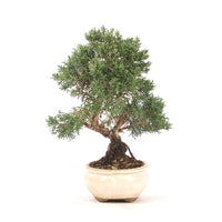 Chinesischer Wacholder 'Juniperus chinensis kyushu'