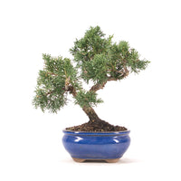 Chinesischer Wacholder 'Juniperus chinensis kyushu'