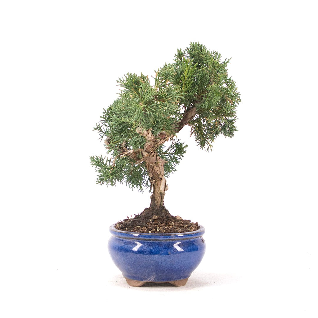 Chinesischer Wacholder 'Juniperus chinensis kyushu'