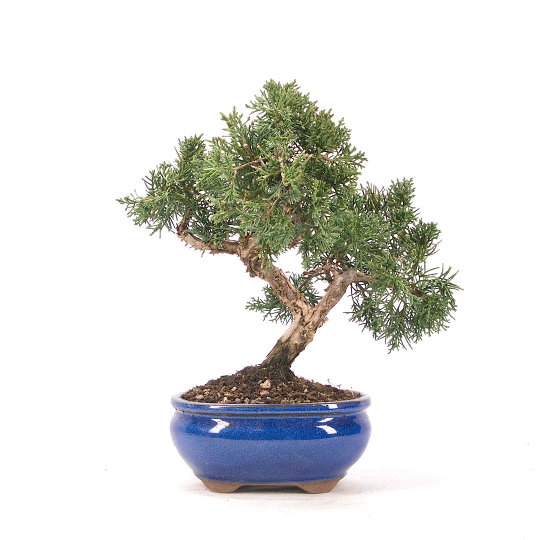 Chinesischer Wacholder 'Juniperus chinensis kyushu'