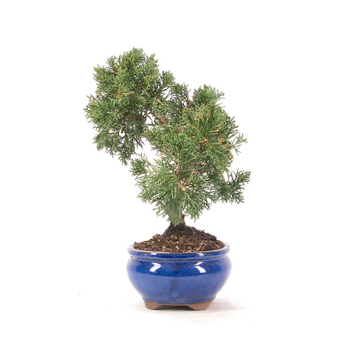 Chinesischer Wacholder 'Juniperus chinensis kyushu'