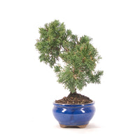 Chinesischer Wacholder 'Juniperus chinensis kyushu'