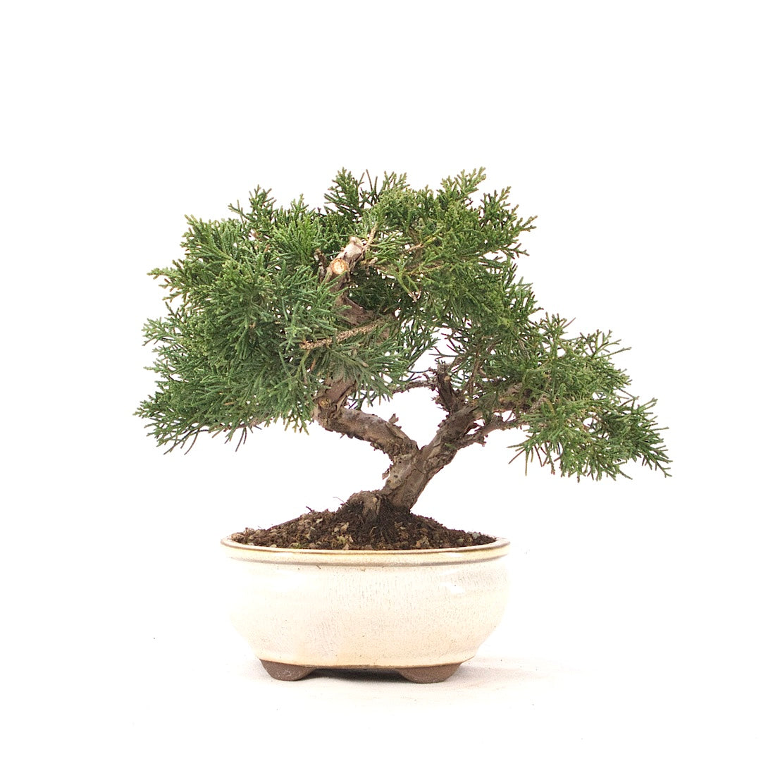 Chinesischer Wacholder 'Juniperus chinensis kyushu'