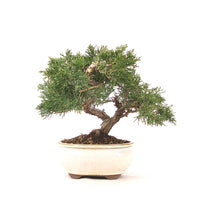 Chinesischer Wacholder 'Juniperus chinensis kyushu'