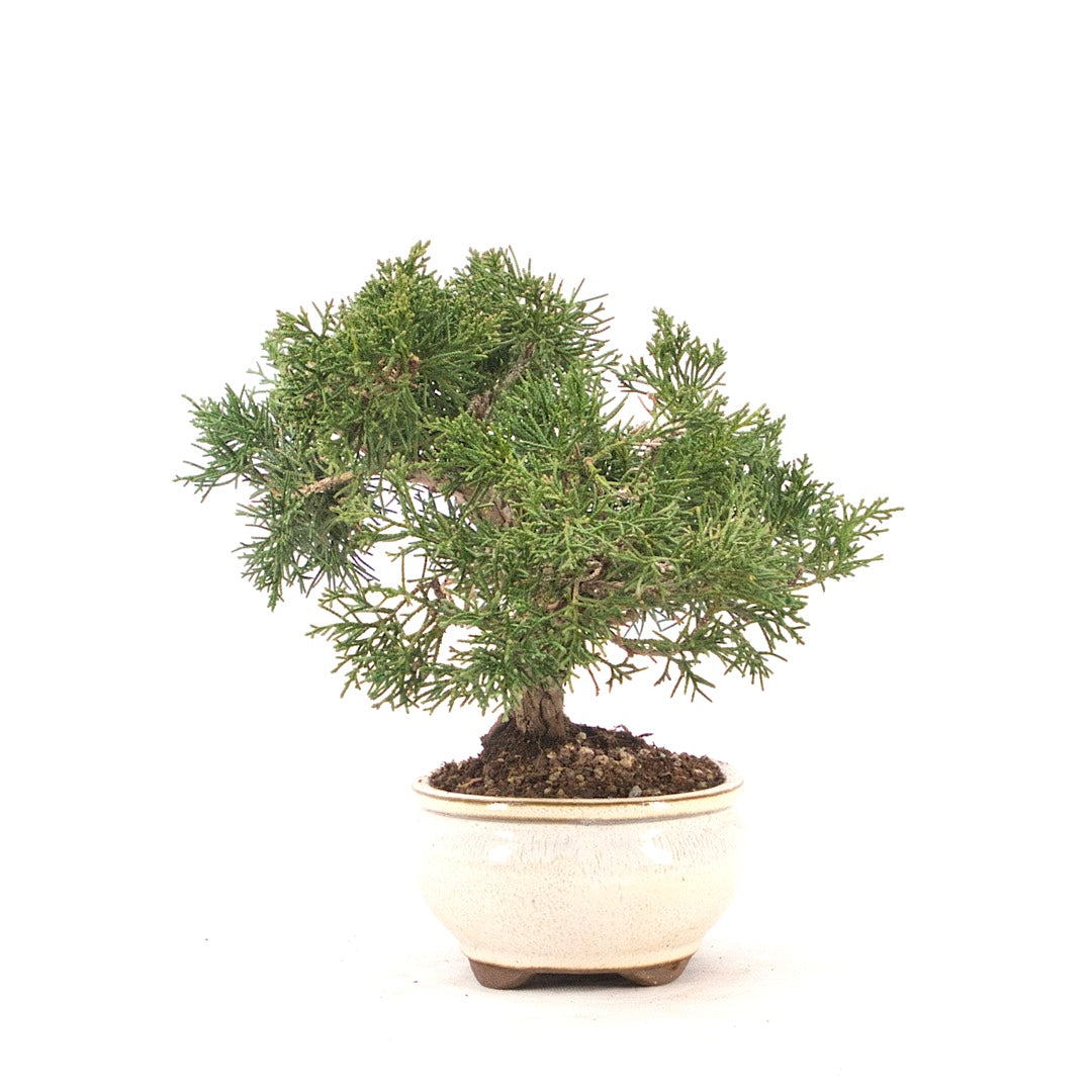 Chinesischer Wacholder 'Juniperus chinensis kyushu'